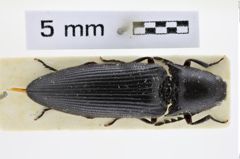 Foto (Dorsalansicht) von Anisomerus seydeli (NHMW-ZOO-COL-0008507)